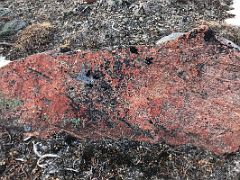 04A A Red Rock With Some Colourful Lichen On Bylot Island On Day 3 Of Floe Edge Adventure Nunavut Canada